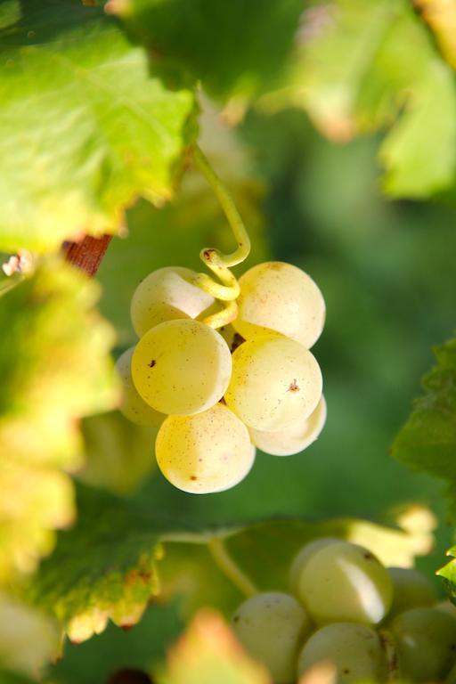 Chateau Trillon Sauternes Buitenkant foto